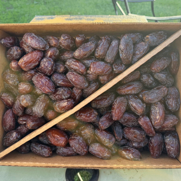 Medjool Date